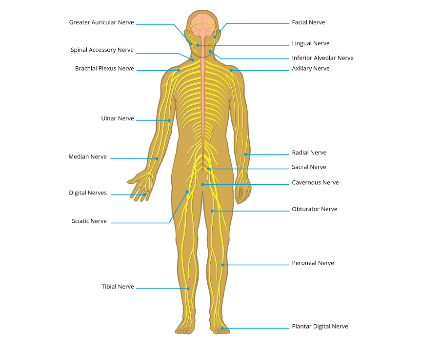 Peripheral nerve injury map